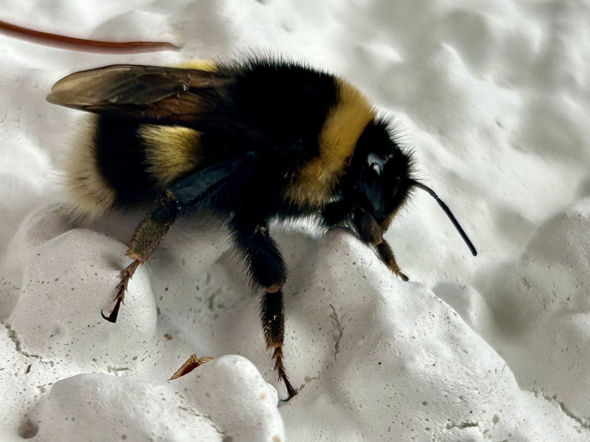 Bumblebee on the wall #InsectThursday #nature #pollinator