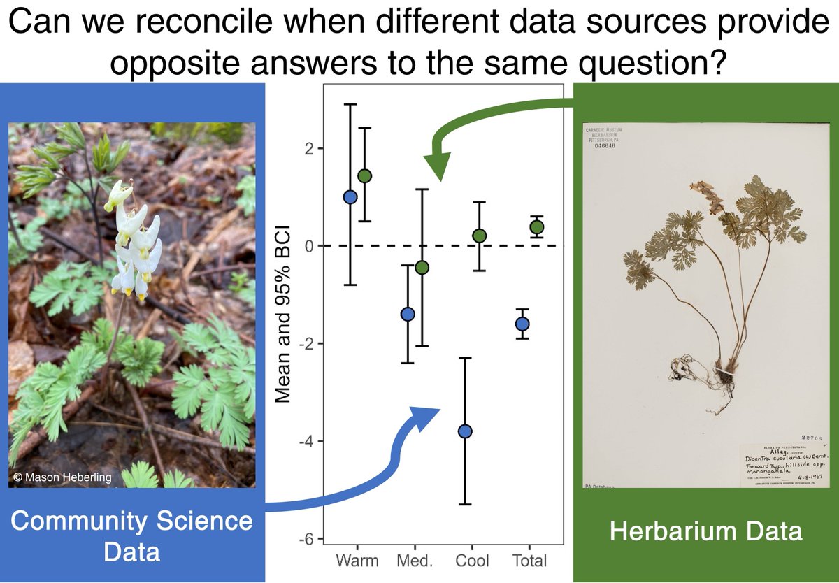 Do community science data and plant collections tell the same story about plant response to climate change? In our new paper @JEcology (doi.org/10.1111/1365-2…), we compared #NPN and #herbarium datasets that had previously showed different responses of phenological escape. (1/12)