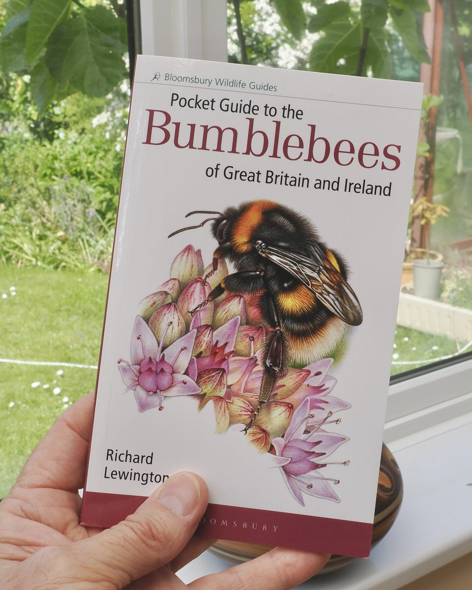 Now is the best time of year to start learning about bumblebee identification. It gets trickier later in the year when workers and males become more active.