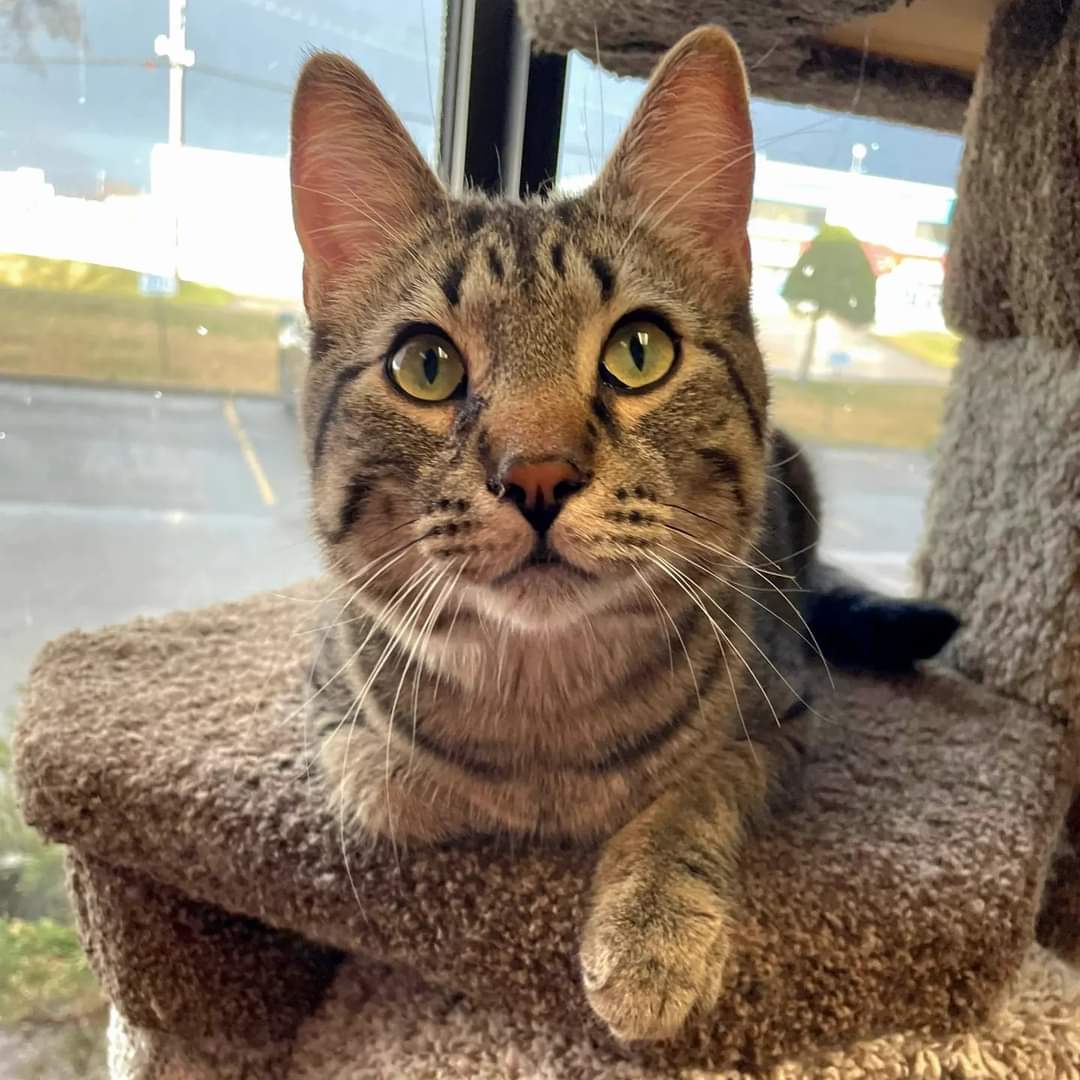 Sweet Spencer is searching for a forever home!

This 1 yr old purrsonality filled kitty will be a furrific furry friend! He must be adopted to a home with a similarly aged cat pal for companionship 

#safeteamrescue #adoptdontshop #edmontonadoptables #yeg #yegcats #catlovers