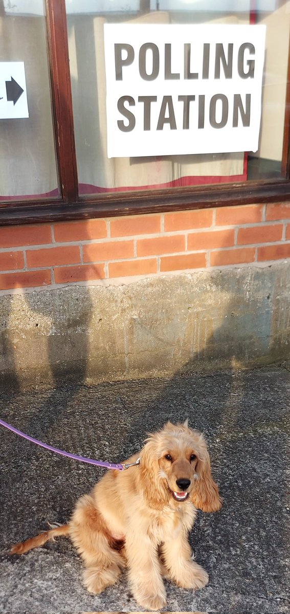 Molly is happy to be at her first vote!😀🐾 #dogsatpollingstations