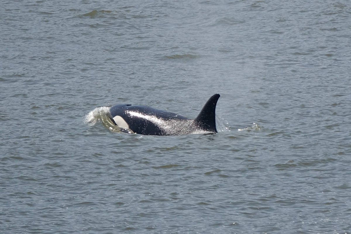 The T123's in Howe Sound. Read the full story here: ⁠buff.ly/2KPt4ty
Photo by Marcus
This is an encounter from 2018
#WhaleTales