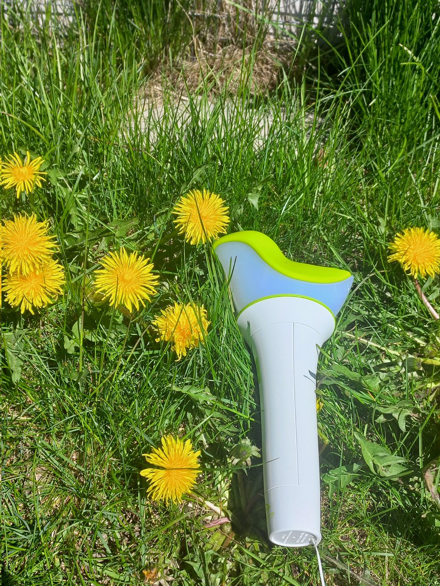 It's dandelion season and they always remind me of yugyeom 🥺💚🌼