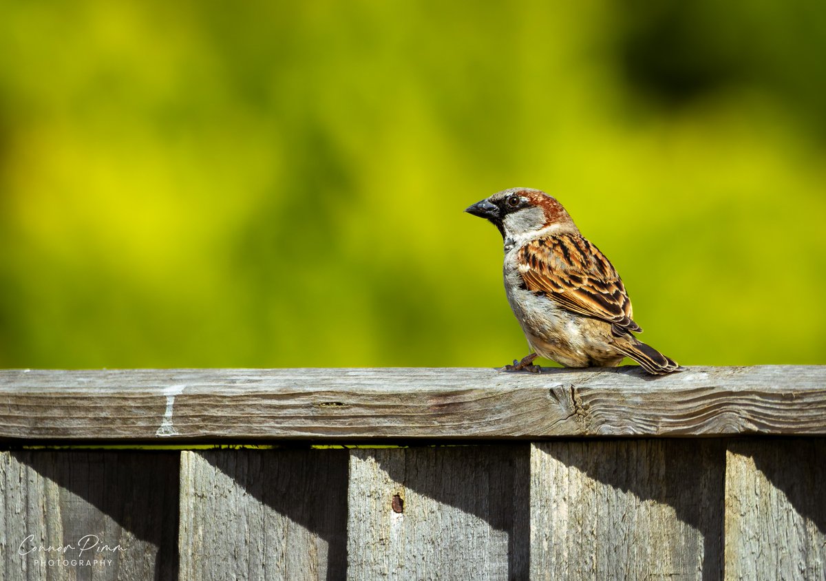 A male House Sparrow on my garden fence the other day during nicer weather. Upon closer inspection, appears to be carrying a tick around the neck