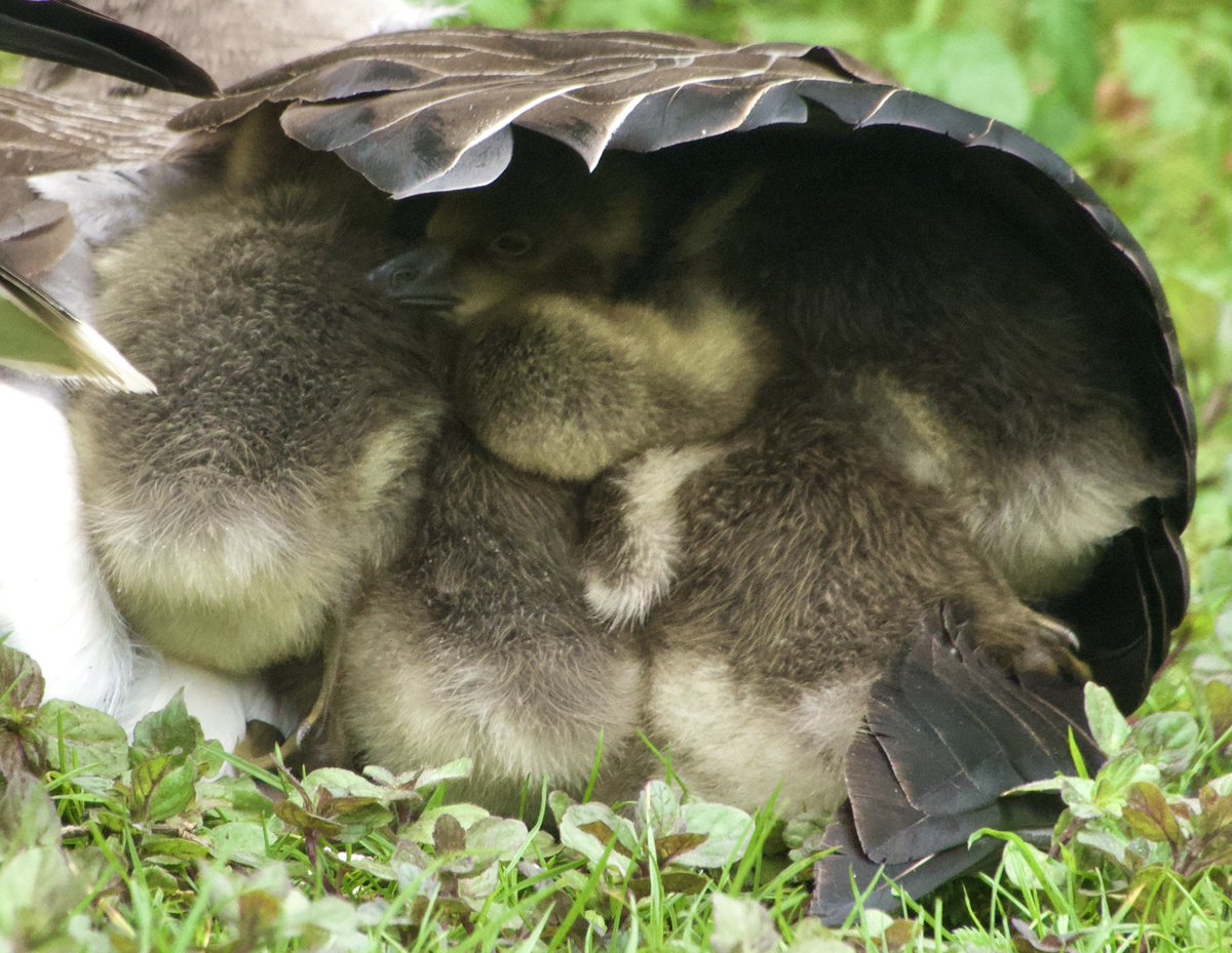 A snuggle of Goslings?
At @WWTArundel today.