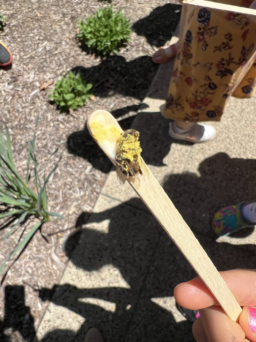 Second graders used bee sticks to answer the question: How can animals move pollen from flower to flower? 🐝 🌹 @smithsonian @Hampton_Talbots