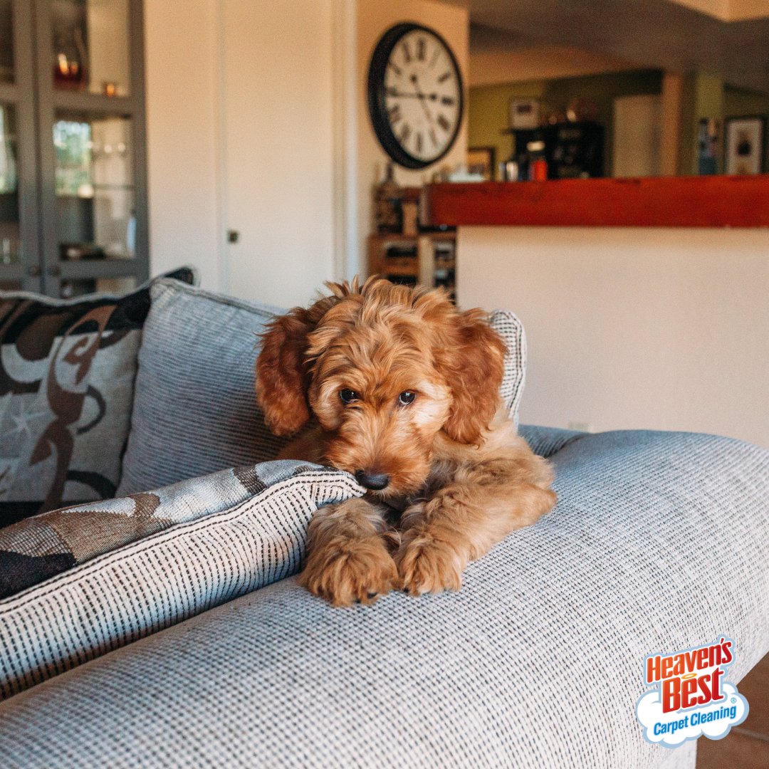 Cleaning furniture can be ruff - luckily, Heaven's Best offers pet-friendly cleaning services! 🐾 Get in touch with us today to book your cleaning!

kalispellmt.heavensbest.com
#heavensbest #kalispell #bestofkalispell #carpetcleaning #upholsterycleaning #floorcleaning