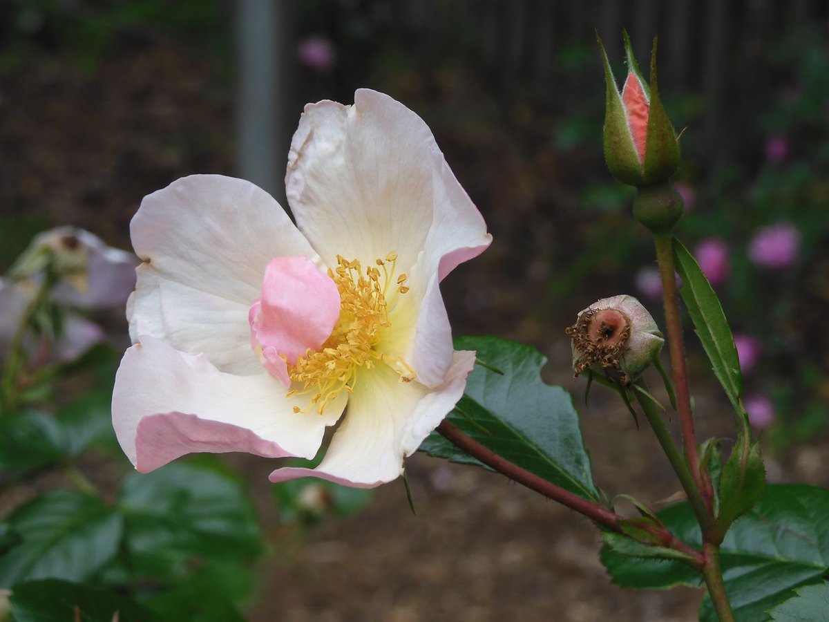 Does the term deadheading a rose mystify you. Check out my page for a simple guide on how to do this. paulzimmermanroses.com/gardening/care…
#roses #gardening #gardens #flowers #rosegardening