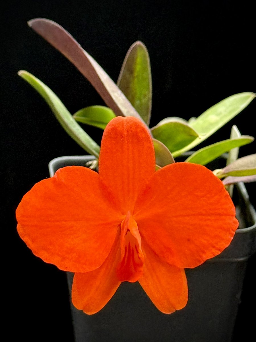 Interesting thing about Sophronitis flowers is that the flower tends to expand after opening. Since last week, this flower has gotten a little bigger. 

Cattleya coccinea
  (var xanthoglossum x coccinea 4N)

🌱sky #orchids #gardening #plants #houseplants #flower 🌴📷