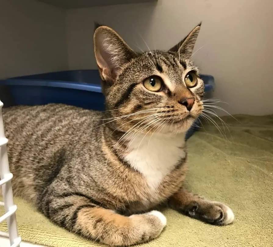 Have you met MooMoo? 

She's a 7 year old snugglebug searching for her forever family! Her purrfect match would be a home with no other animals and no children

#safeteamrescue #adoptdontshop #edmontonadoptables #rescuecat #yeg #yegcats #catlovers