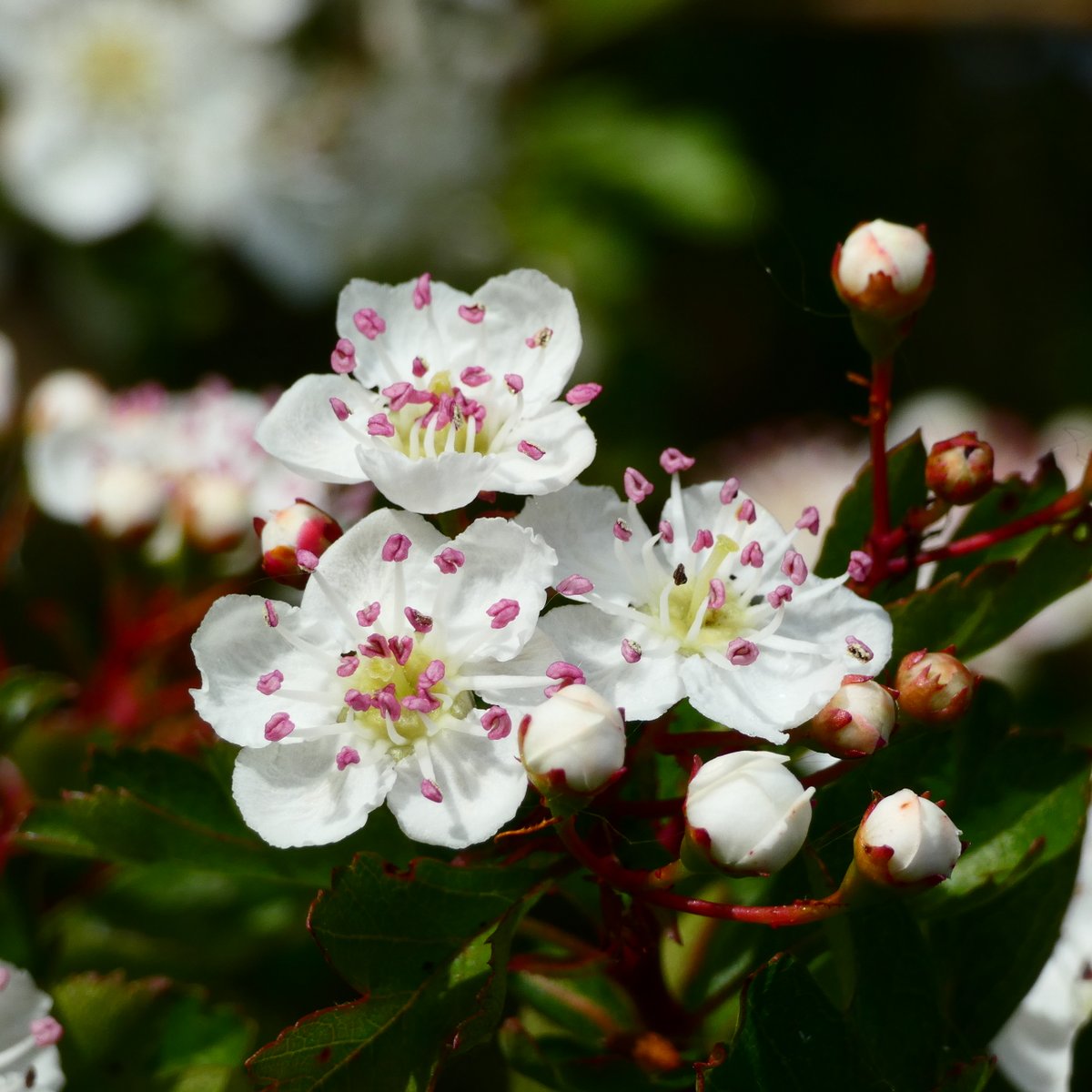 #Flowers with #pink #anthers,
#Leaves in sawtooth answers.
In the #wild, they thrive and play,
#Hawthorn's party, in #May.

🌳💮

#NaturePhotography #NaturePhoto #flower #FlowerPhotography #naturesbeauty #NaturalBeauty #whitethorn #BlossomWatch #trees #自然 #花 #山査子 #サンザシ