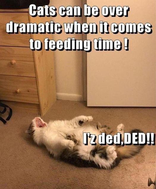 ThePhilosopurr's tweet photo. #ItsAlwaysFoodOclock
I’m starvin o’er here…. https://t.co/4AGFceSXZg