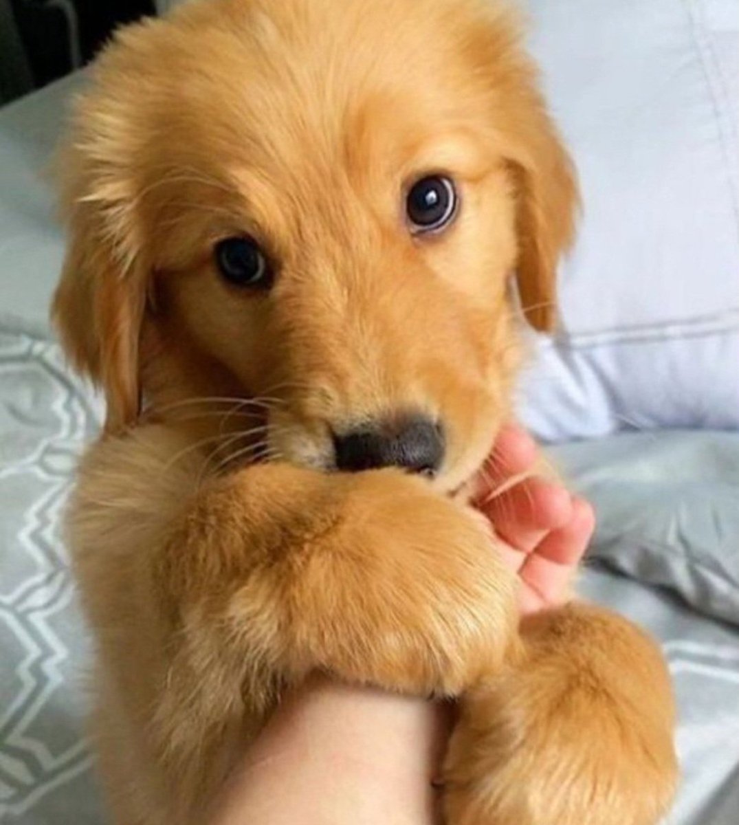 Golden puppy