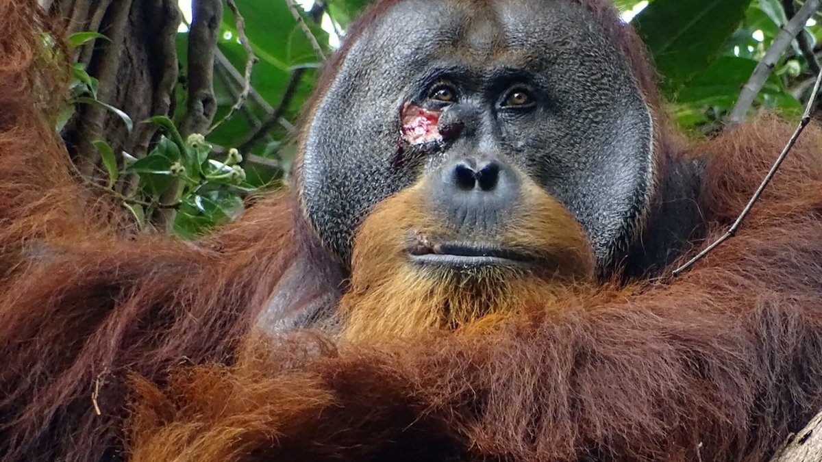 Blessé, un orang-outang se fait un pansement à l'aide de plantes médicinales, une première l.bfmtv.com/kQV3