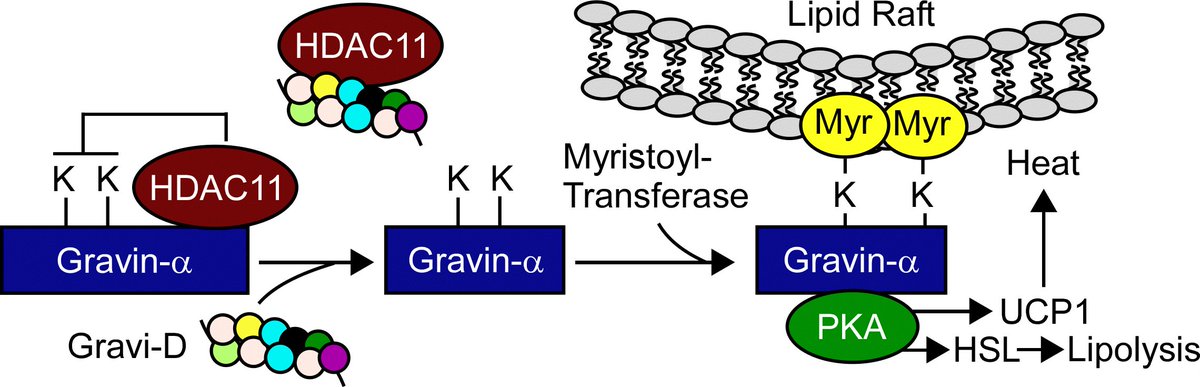 Gravity holds the universe together. Gravi-D peptide disrupts binding of gravin/AKAP12 to HDAC11 to promote thermogenic signaling in adipocytes. Check out our Research Letter in @jclinicalinvest. Nice team effort @Robinson7L, @rush6782 and CharleyTharpMD. jci.org/articles/view/….