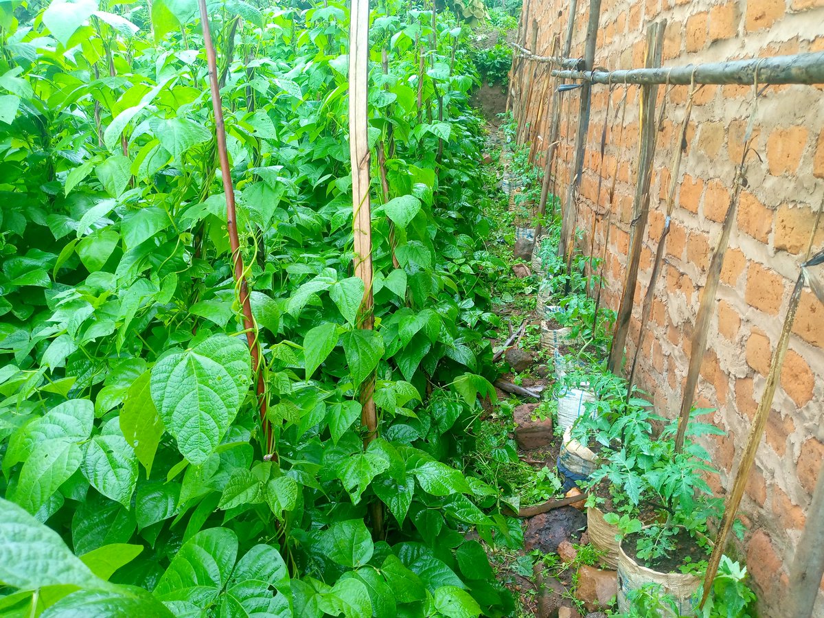 CONTAINER GARDENING! 
This is where crops are planted in used-containers such as buckets, sacks, tyres and jerry cans.
Container gardening has made farming in Urban areas very possible.
#QUESTION: What do you say about this innovation?

Comment, Like & Repost. 
#LetsFarmTogether