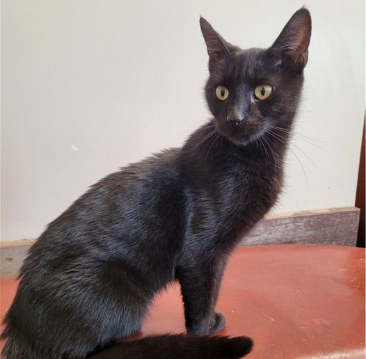 Meet Wendy!  She's approximately a yeard old with a massive purr.  She's a big lover!  😻😽🐈❤ #mewowcatcafe #doylestownkitties #beautifulcat #welovecats #catadoption #buckscounty