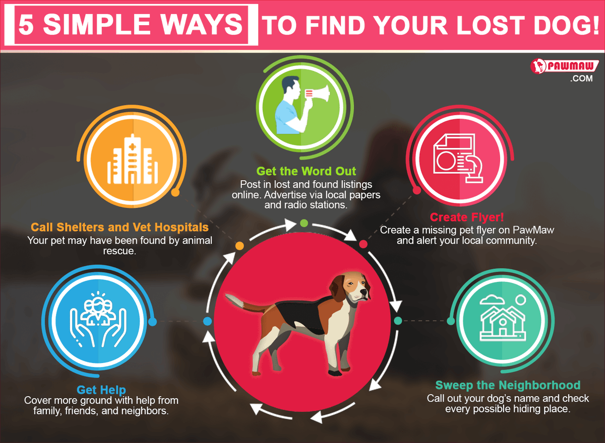 How to find your lost dog🐾🐶

#veterinarian #vetmed #DogsofTwitter #DogsofX