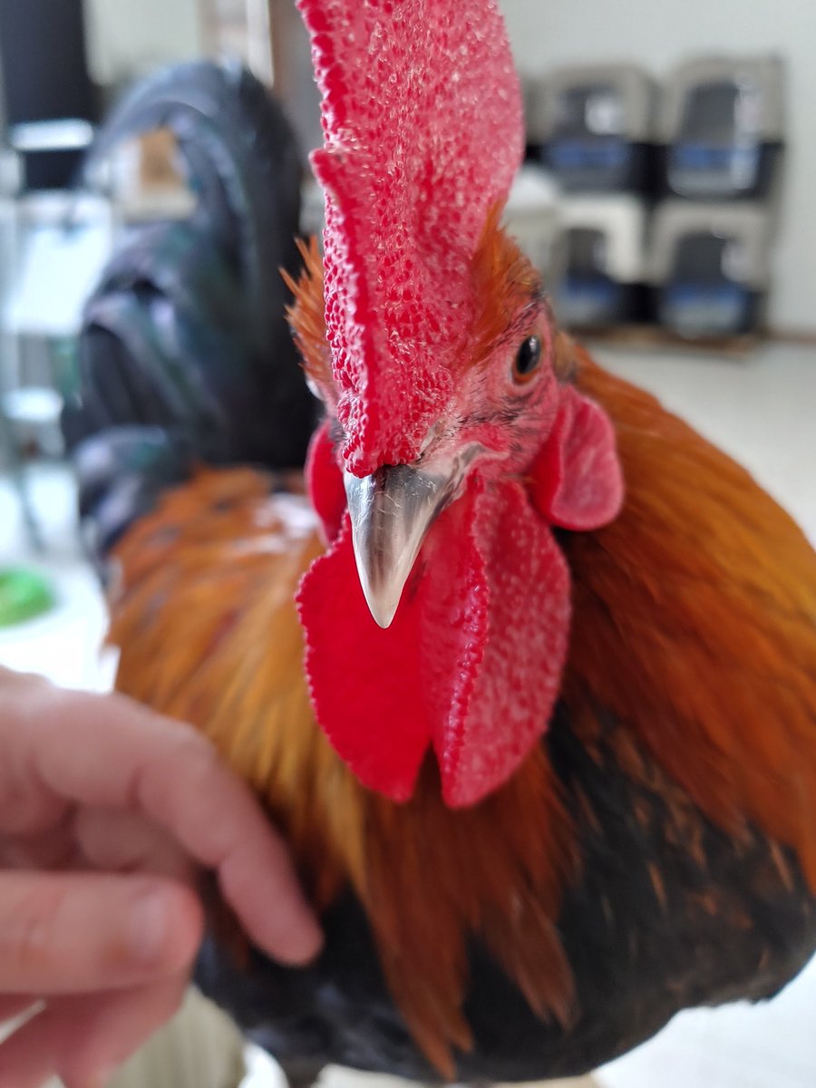 Work buddy. He's been helping me all day 💕🐓