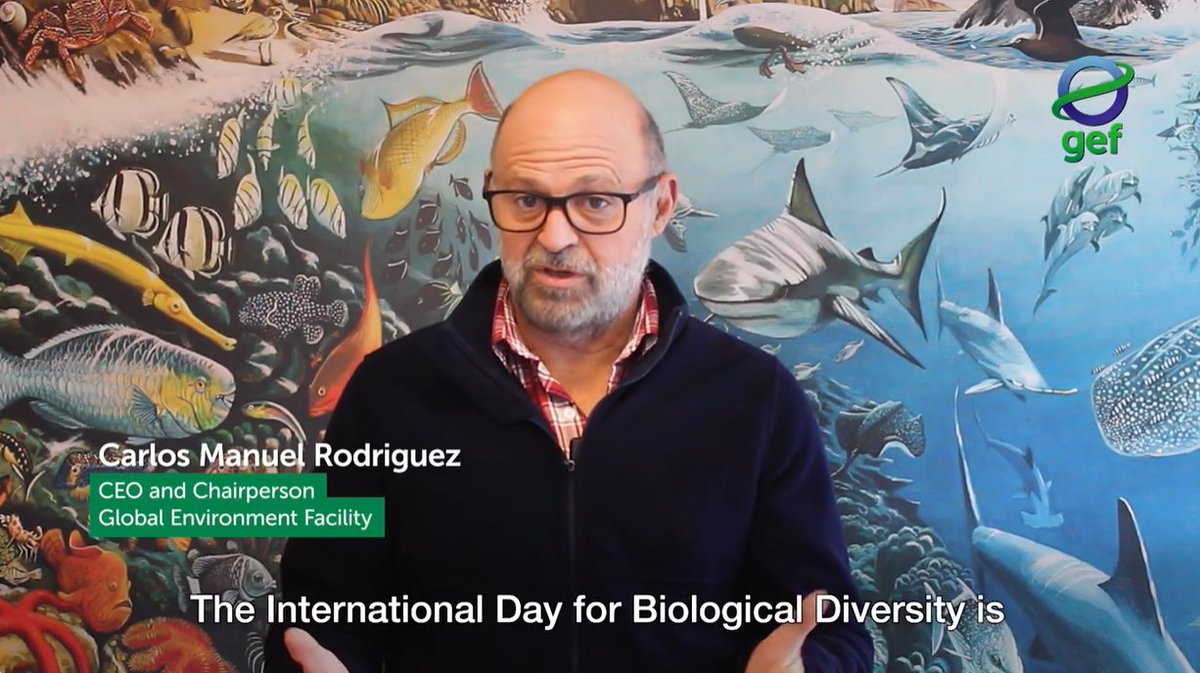 As #BiodiversityDay nears, Mr. Carlos Manuel Rodríguez @‌cmrodrigueze, CEO and Chairperson of @theGEF, emphasizes the crucial need to protect our biodiversity. 🌍 Let's unite in celebration and commitment to being #PartOfThePlan! 📽️ Watch: cbd.int/biodiversity-d…