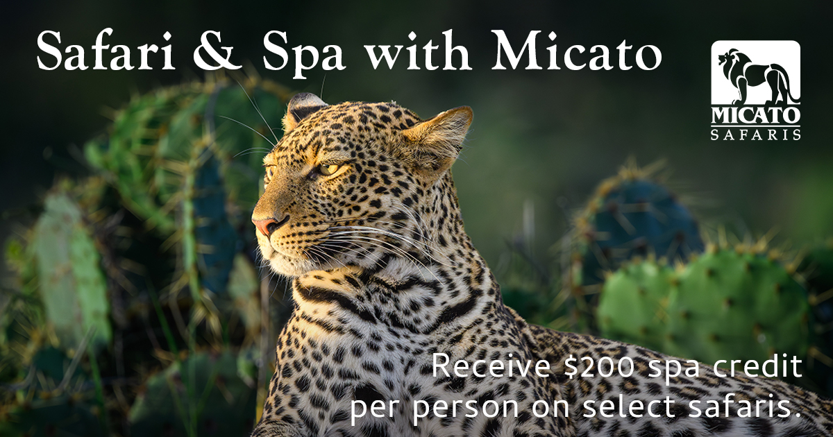 Explore Africa in Style  Receive $200 spa credit per person on select safaris.  

sigtn.com/u/XsmJSnTm 

#MicatoSafaris #Africa #safari #travel #travelinspiration #AnywhereAnytimeJourneys