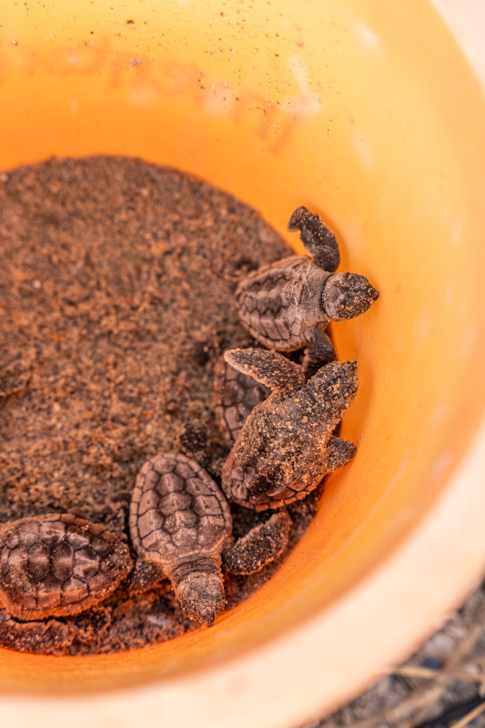 There are several volunteer programs in South Carolina that work to protect sea turtles during their current nesting season. Here's how you can participate! 🐢 brnw.ch/21wJpwM #DiscoverSC