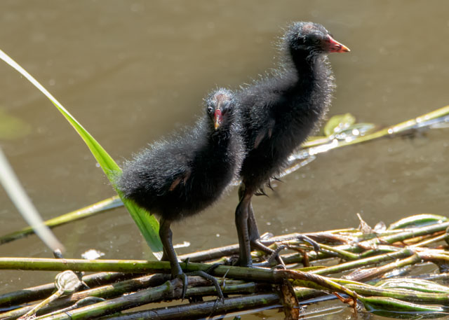 Two #Koot #chicks are learning about the #world in a #Cheshire #nature #reserve. Their #nest was amongst the #reeds and their #parents keep bringing them #food. #birdphotography #wildlifephotography #NaturePhotography #birding. Photographed using a @SigmaImagingUK sport lens