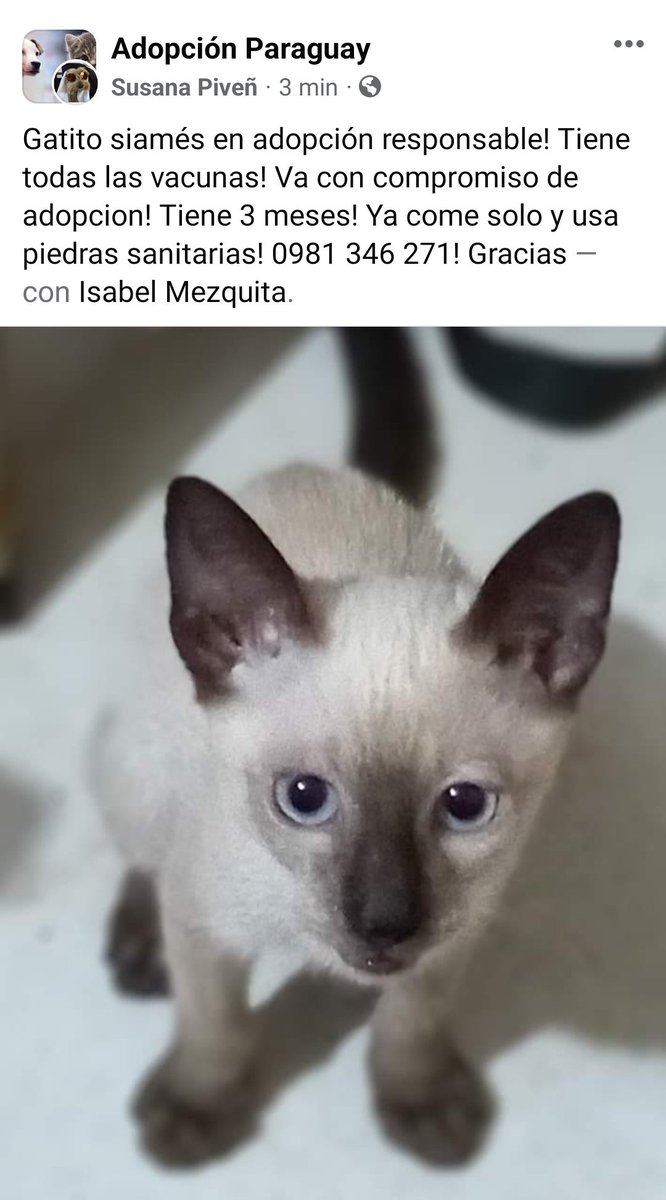 RT adopción 🐾 ✨