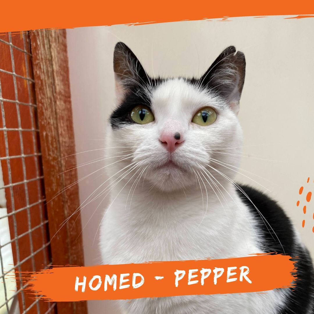 Pretty Pepper has gone to her furever home after being with us for a very short while. We wish her all best with her new family 🧡 

#FurEverHomeFound #AdoptedCat #FelineFriend #ForeverHome #BurysStrayCatFund #AnimalCharity #CatSanctuary #AdoptDontShop #CatsofInstagram