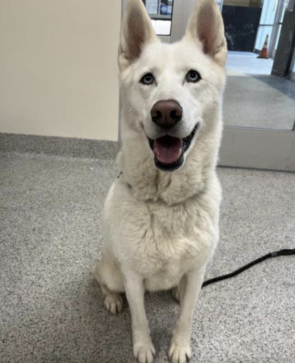 Meet Winter #A1923663, our @ktla #petoftheweek

Winter is an affectionate gal who knows her commands, enjoys exploring her surroundings, and loves meeting new people. Winter is 8-years-old, 56-lbs, and available to adopt or foster from our North Central Center after 3pm today.