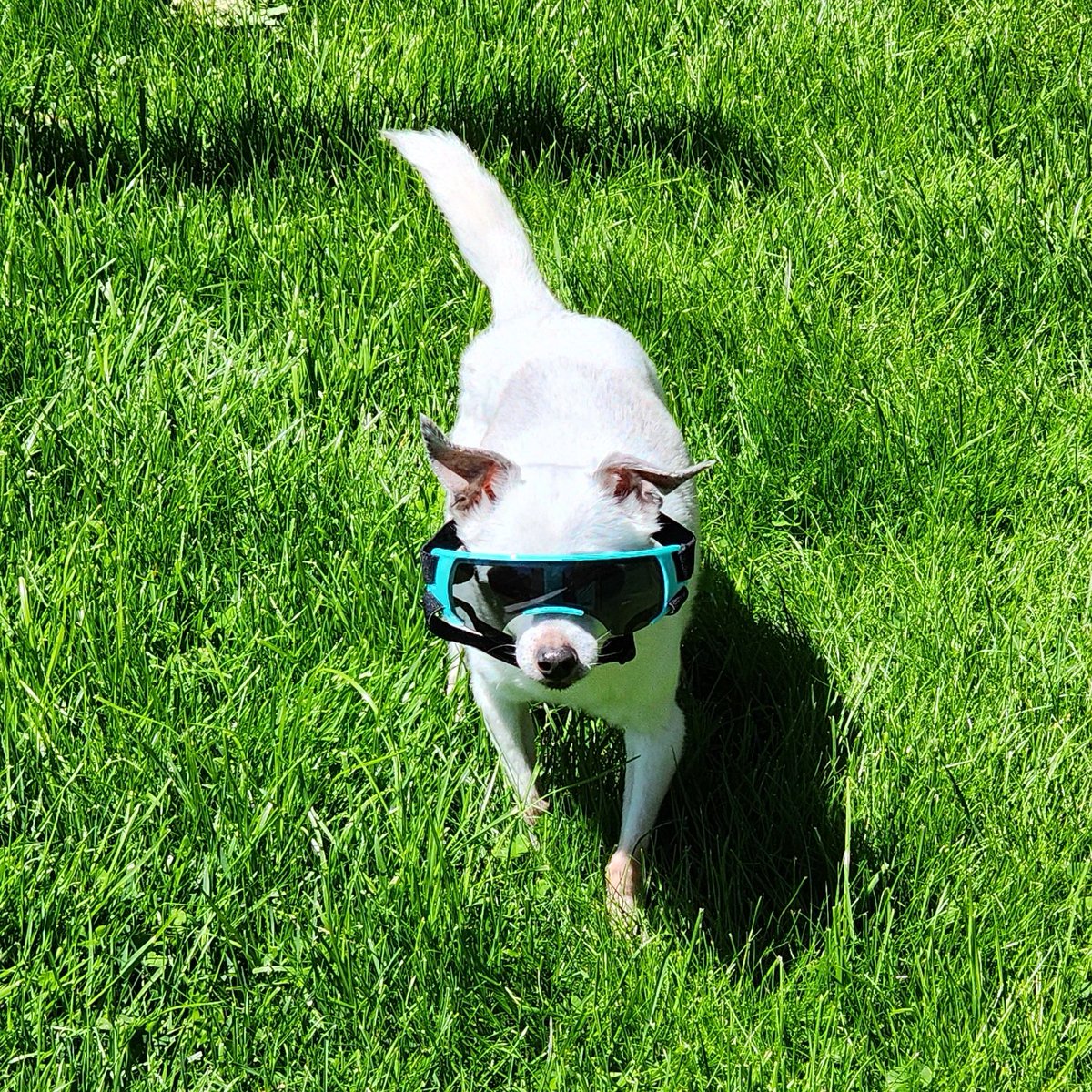 We finally have beautiful sunny weather today. It's so bright, Chi Chi needs his sunglasses! (He has cataracts.)🐶🕶️🌞 #dogsoftwitter
