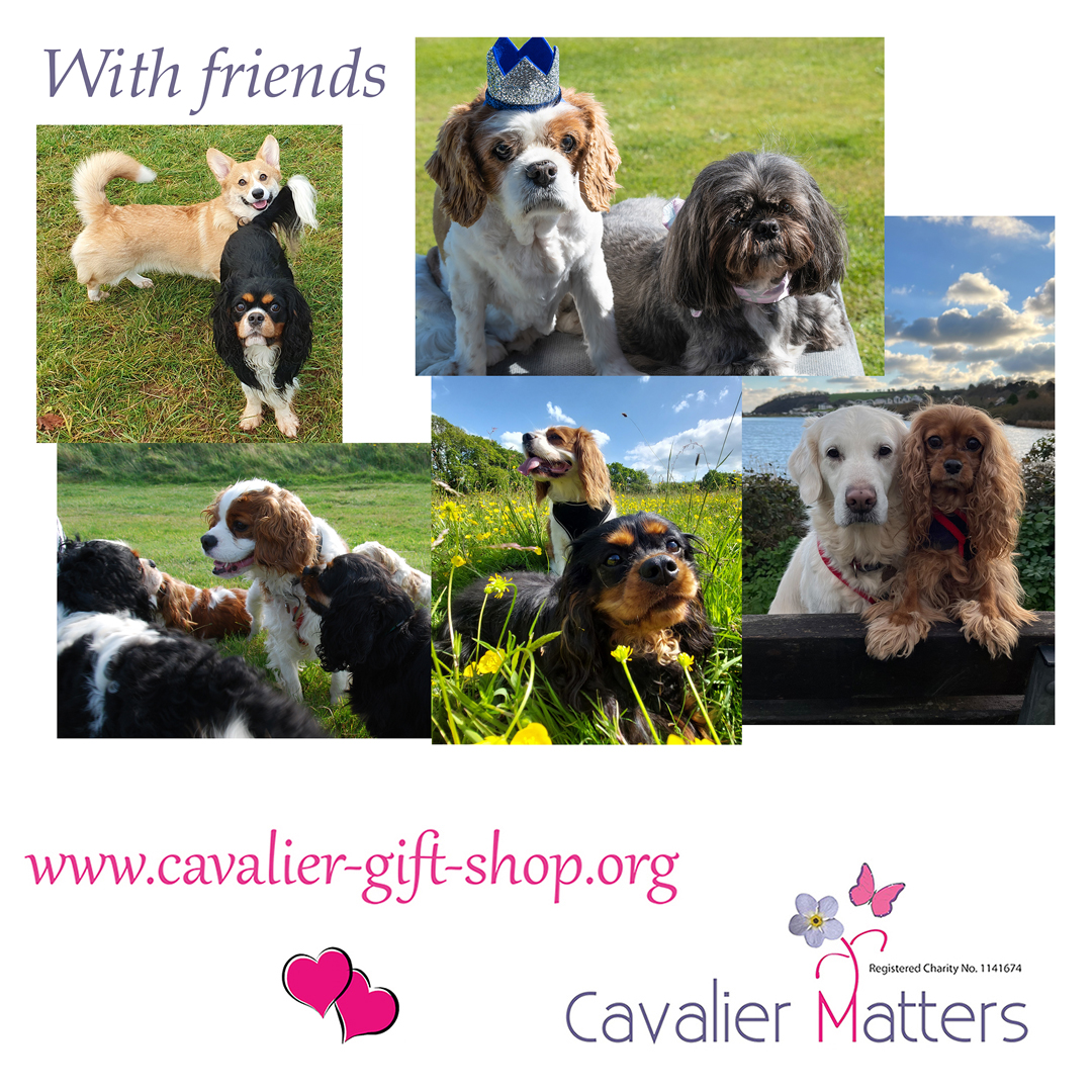 This month's calendar page features some of our Cavaliers with their wonderful companions 🥰

#cavpack #dogsoftwitter #dogslife #furryfriends #dogoftheday #cutedogs #doglovers #petphotography #dogselfie #barkinthepark