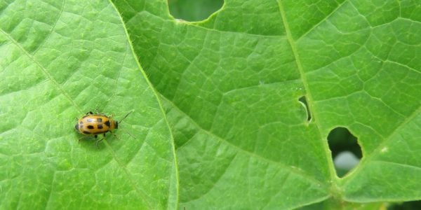 Catch the replay of Mondays #TheAgronomists on early season #pest pressure w/ @TraceyBaute of @OMAFRA and @Johnthebugguy of Manitoba Agriculture #cdnag #ontag #westcdnag ow.ly/fXPi50Rv6nJ
