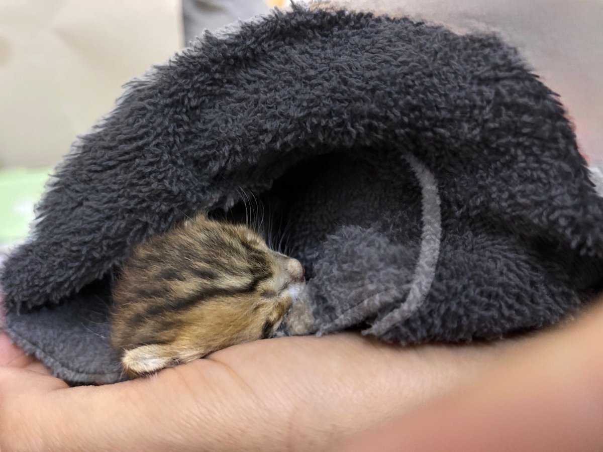 SARAH "luceo non uro" tweet media