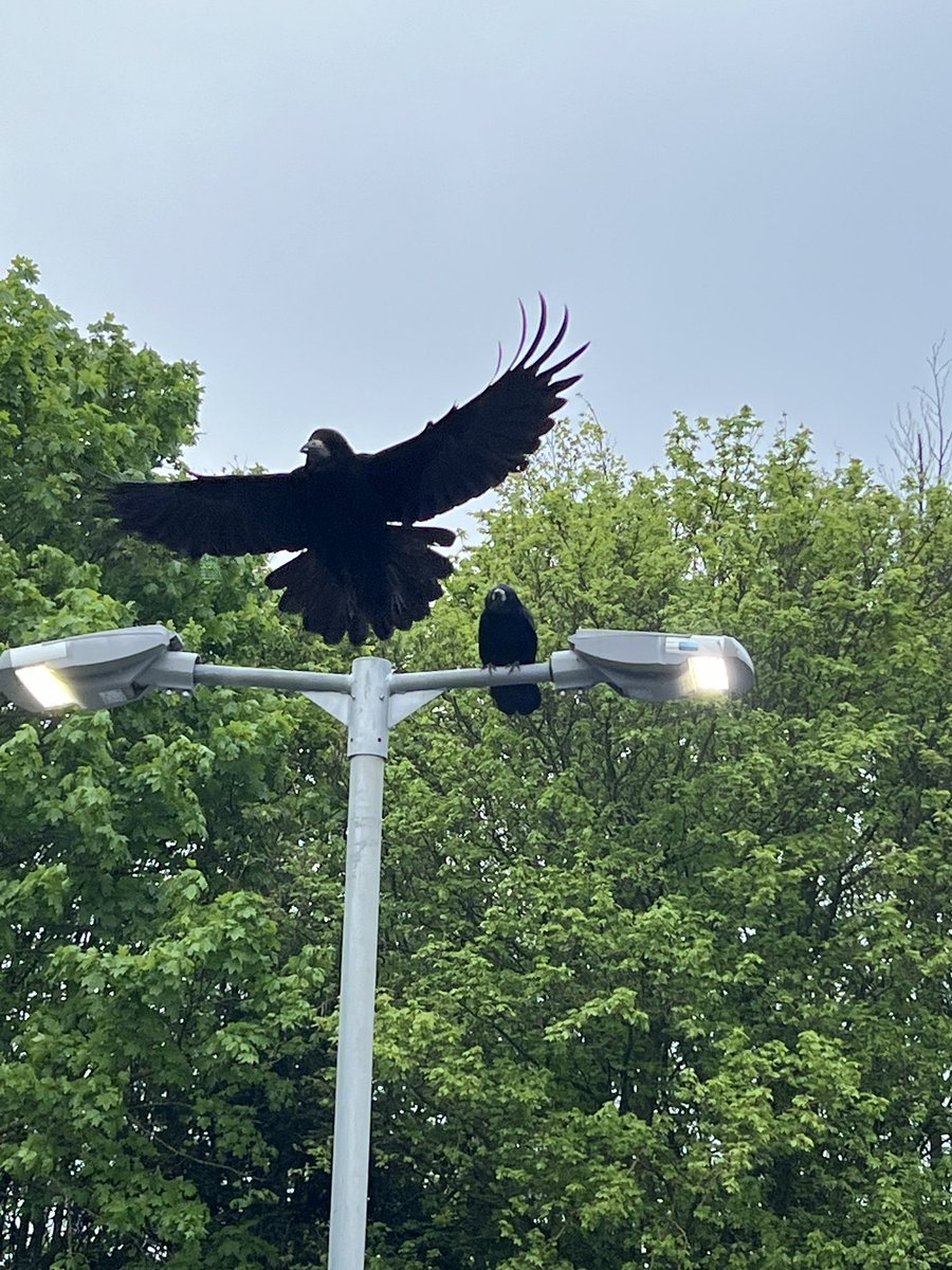 I know you’ll want to tell me that crows are far superior but here’s a nice rook I saw earlier.