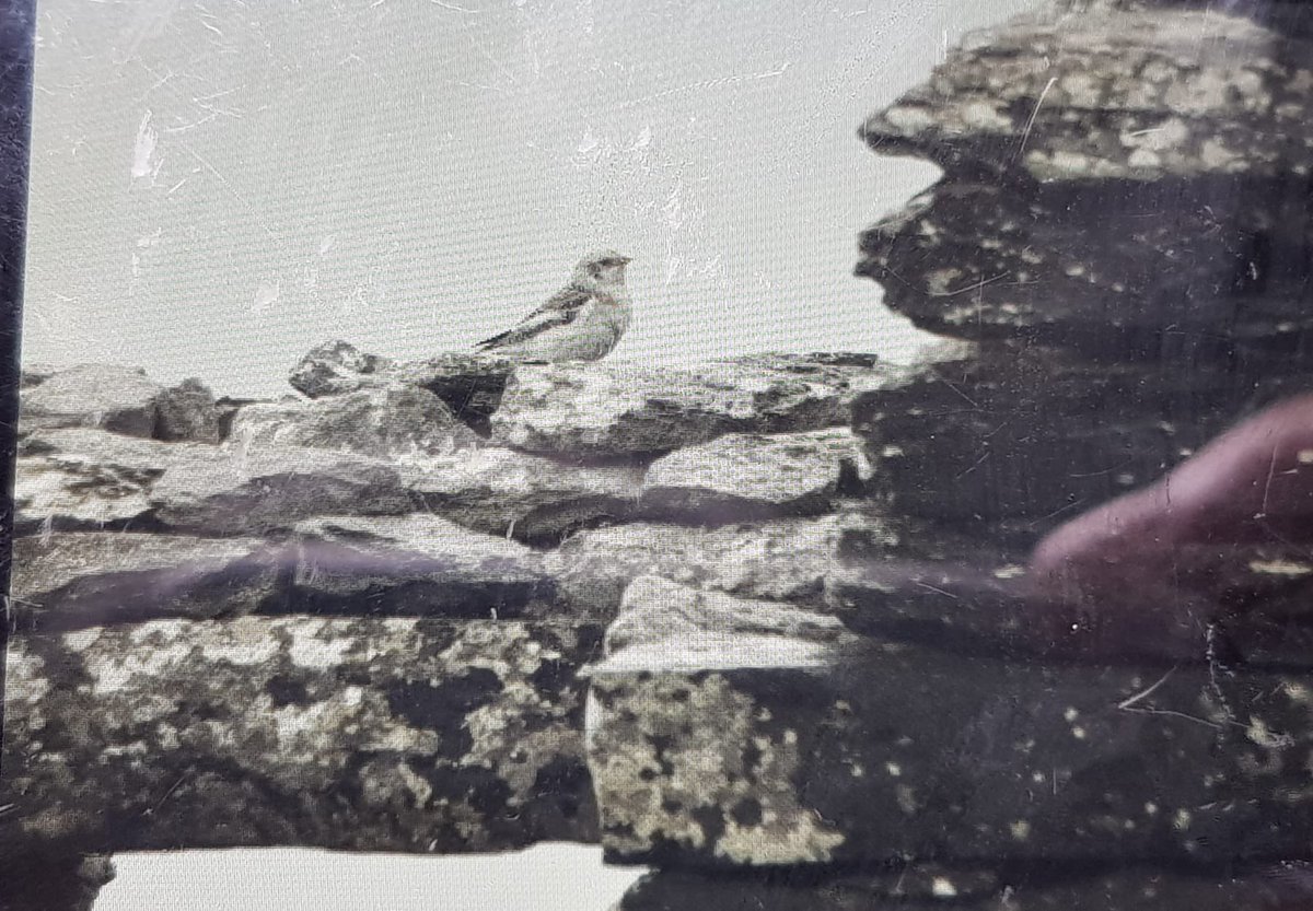 3rd cy Kumleins gull, Snow bunting, Lesser Redpoll, Chiffchaff, Willow warbler and 3 Swallows Skellig today. Some Whimbrel passage last night and a Puffin ringed in 1991 per Brian Power