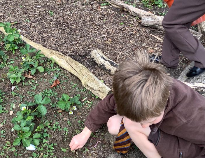 The Eco Team at St Francis have been busy refilling our bug houses and putting them round to school to encourage biodiversity. They also weeded our strawberry plants which have flowers on them already!