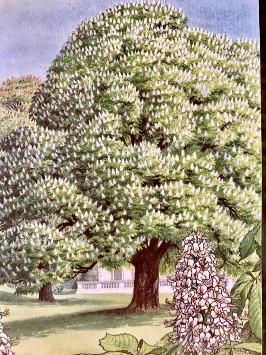 ‘Horse chestnut’ Trees (1963) Artist: SR Badmin