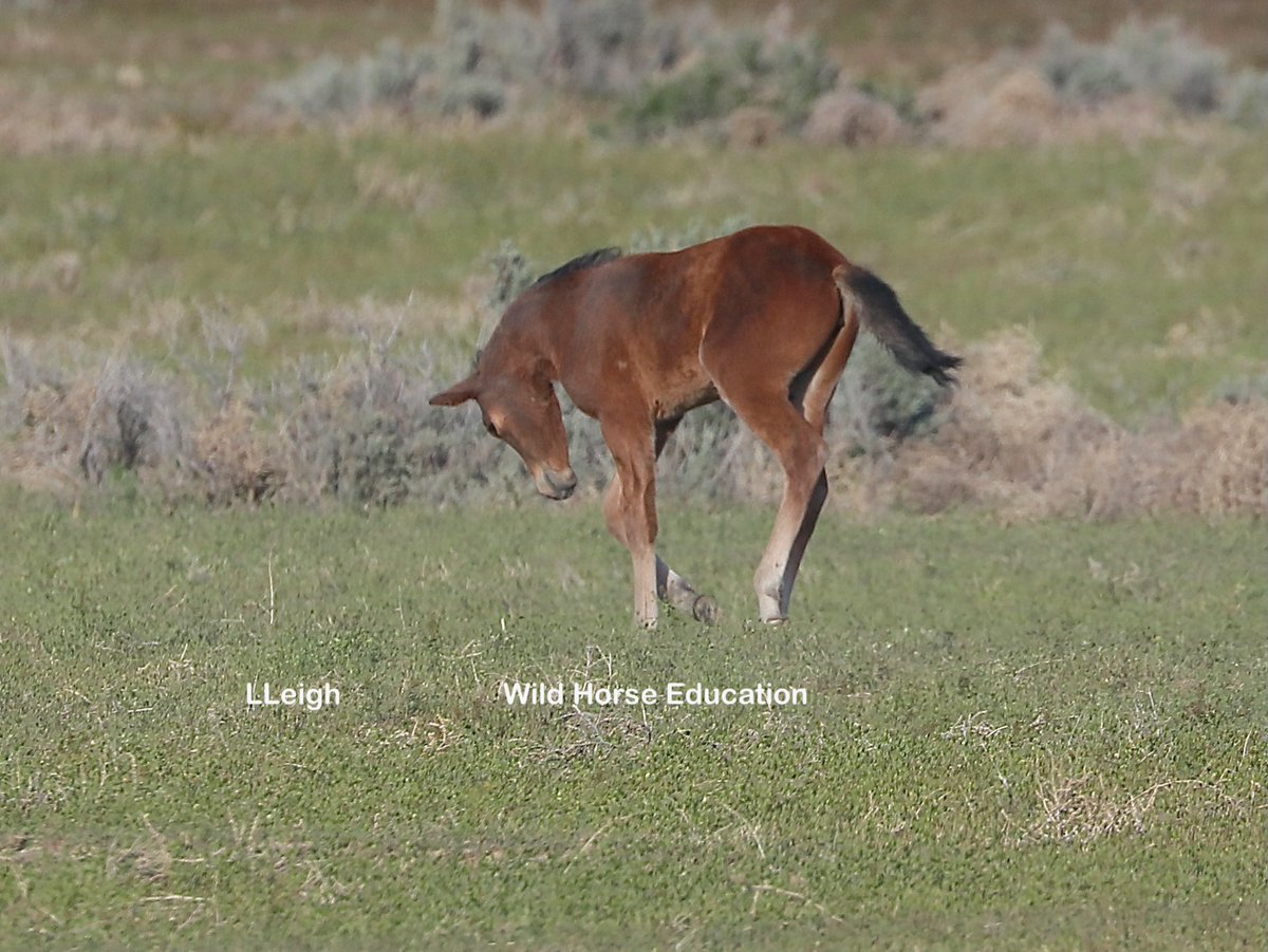 May is baby time! Cutie trotting around strengthening new legs. Field team is out checking herd conditions for 6 HMAs this week. Legal team is working hard to utilize the information as we fight to keep our #wildhorses & burros free. You can learn more > tinyurl.com/2n56jv8p