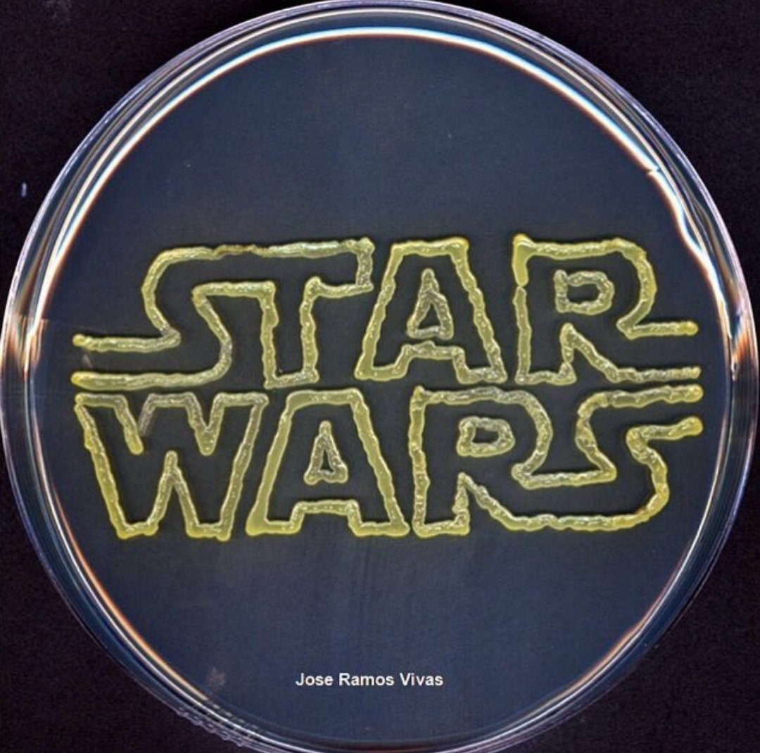 The ultimate #AgarArt battle. Who wore it better, The Tortured Poets Department or Star Wars? Yeast or Micrococcus? superbugs.online/superblog/cate… 🦠🧫🎨👨🏻‍🎨🏆 @chiara_masnovo @joseramosvivas