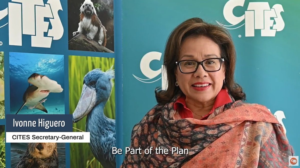 🌍Let's join hands in celebration and dedication to being #PartOfThePlan! As we near #BiodiversityDay, Ivonne Higuero @ivonnehiguero, Secretary-General @CITES Secretariat, urges us to prioritize the protection of our biodiversity. Catch her message 📽️: cbd.int/biodiversity-d…