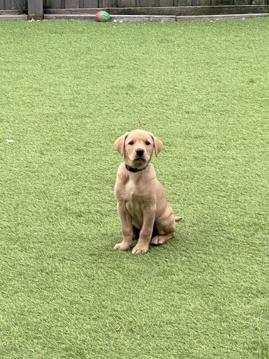 New addition to the crime fighting family! Heres Goose!

#talktomegoose
#labrador 
#workingpup