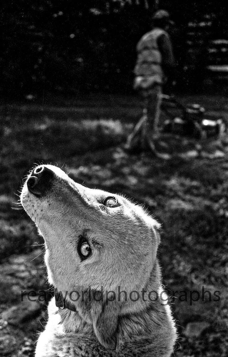 A dog keeps its eyes open while the owner mows the lawn in Canmore, Alberta, Canada. 1991. Gary Moore photo. Real World Photographs. #dog #pets #canmore #alberta #canada #blackandwhitephotography #garymoorephotography #realworldphotographs #nikon #photojournalism #photography