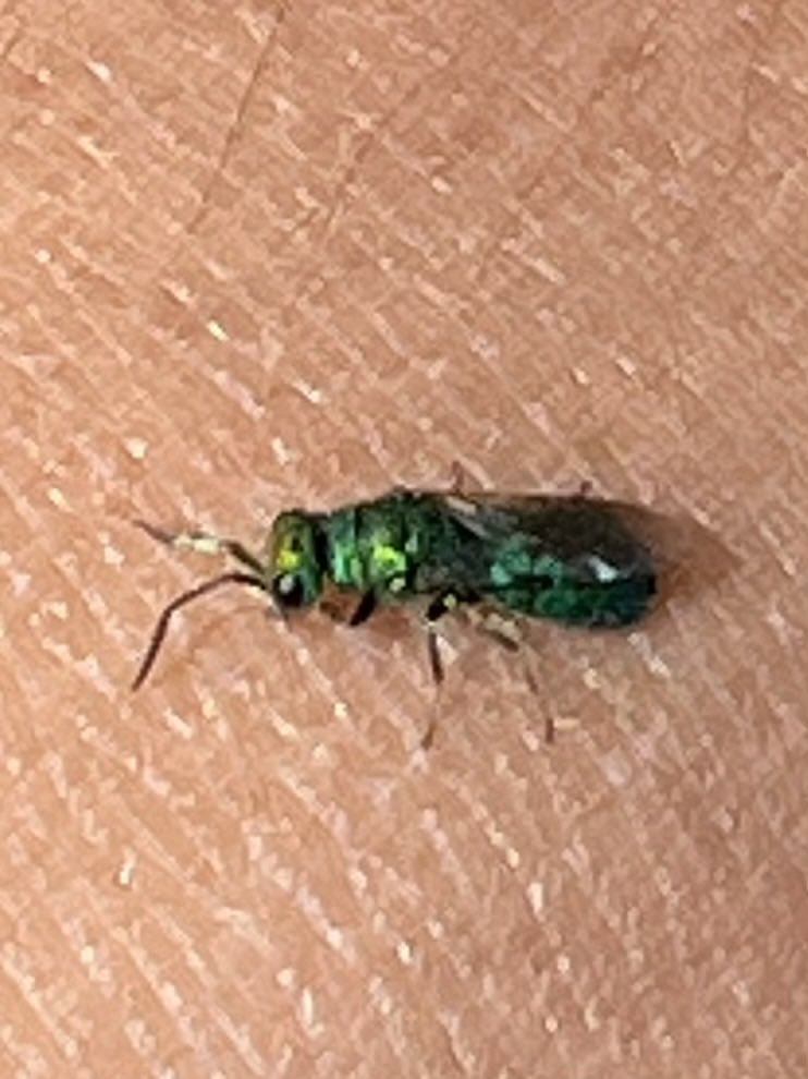 I had one of those green sweat bees land on me yesterday #InsectThursday