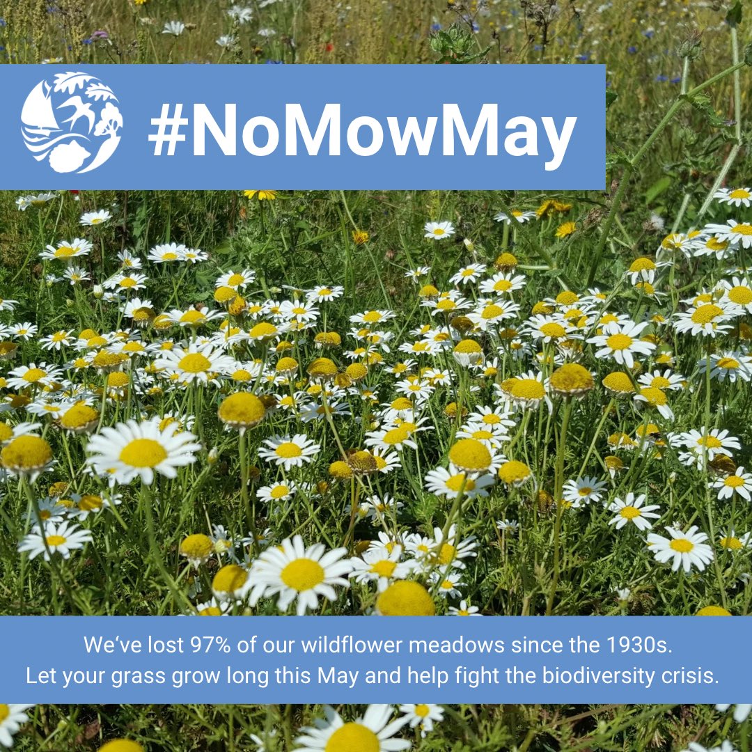 🥀No Mow May By letting your grass grow this May, you can help fight the UK’s biodiversity crisis in your own back yard. @Love_plants #NoMowMay #plantlife #biodiversitycris