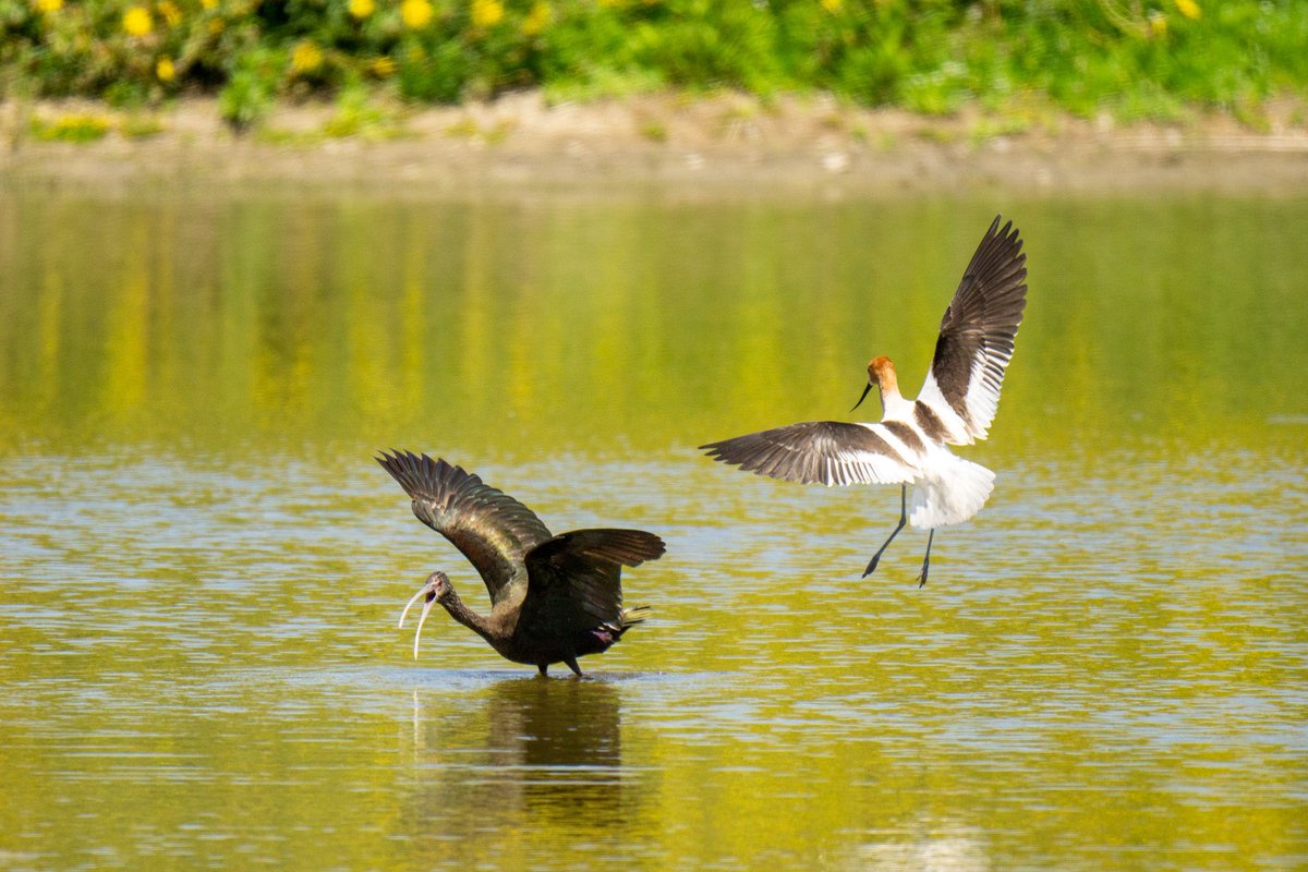 Bird of the day: American avocet & White-faced ibis なんかもめてます。😅
#アメリカソリハシセイタカシギ　#カオジロブロンズトキ #野鳥撮影 #birding