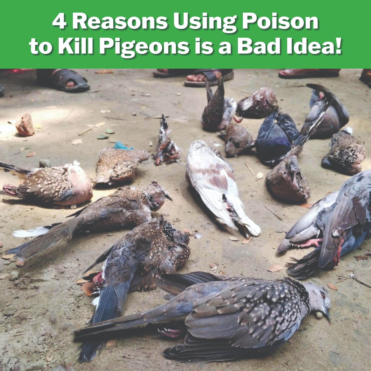 1) You may kill the wrong bird and local wildlife agencies fines are immense. 2) You may kill a pet by the neighbor's dog mistakenly eating it. 3) Another animal might eat the dead poisoned bird and suffer. 4) Public reaction is intense when pigeons are caught on video suffering.