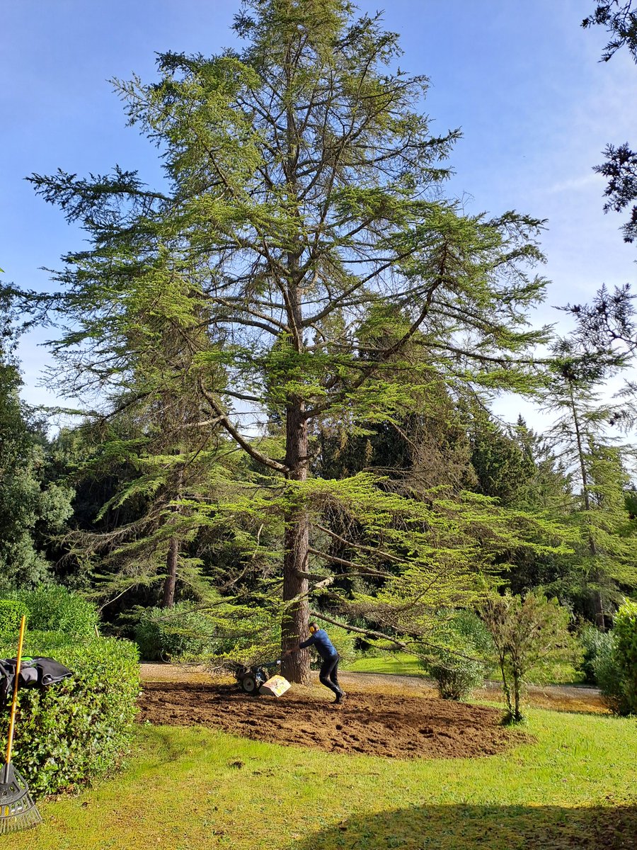 dendrontweet's tweet photo. Che fortunati! Curare gli alberi per lavoro è un privilegio. Un grazie a Stefano e a Francesco, #treesaregood #alberi https://t.co/lC5tInn46t