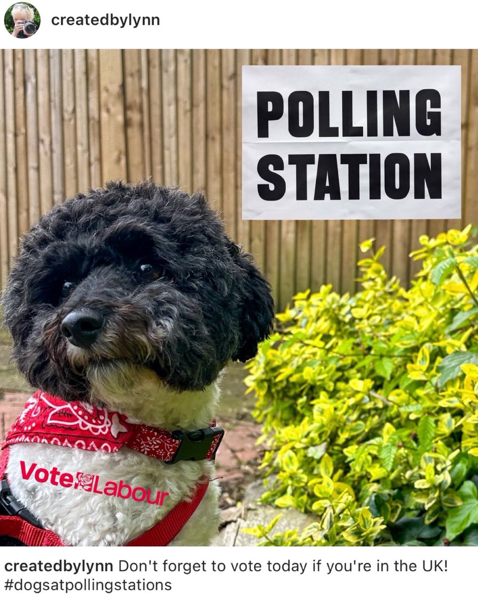 LynnLikes's tweet photo. Still time to vote! #dogsatpollingstations https://t.co/sHRpWMcgnL