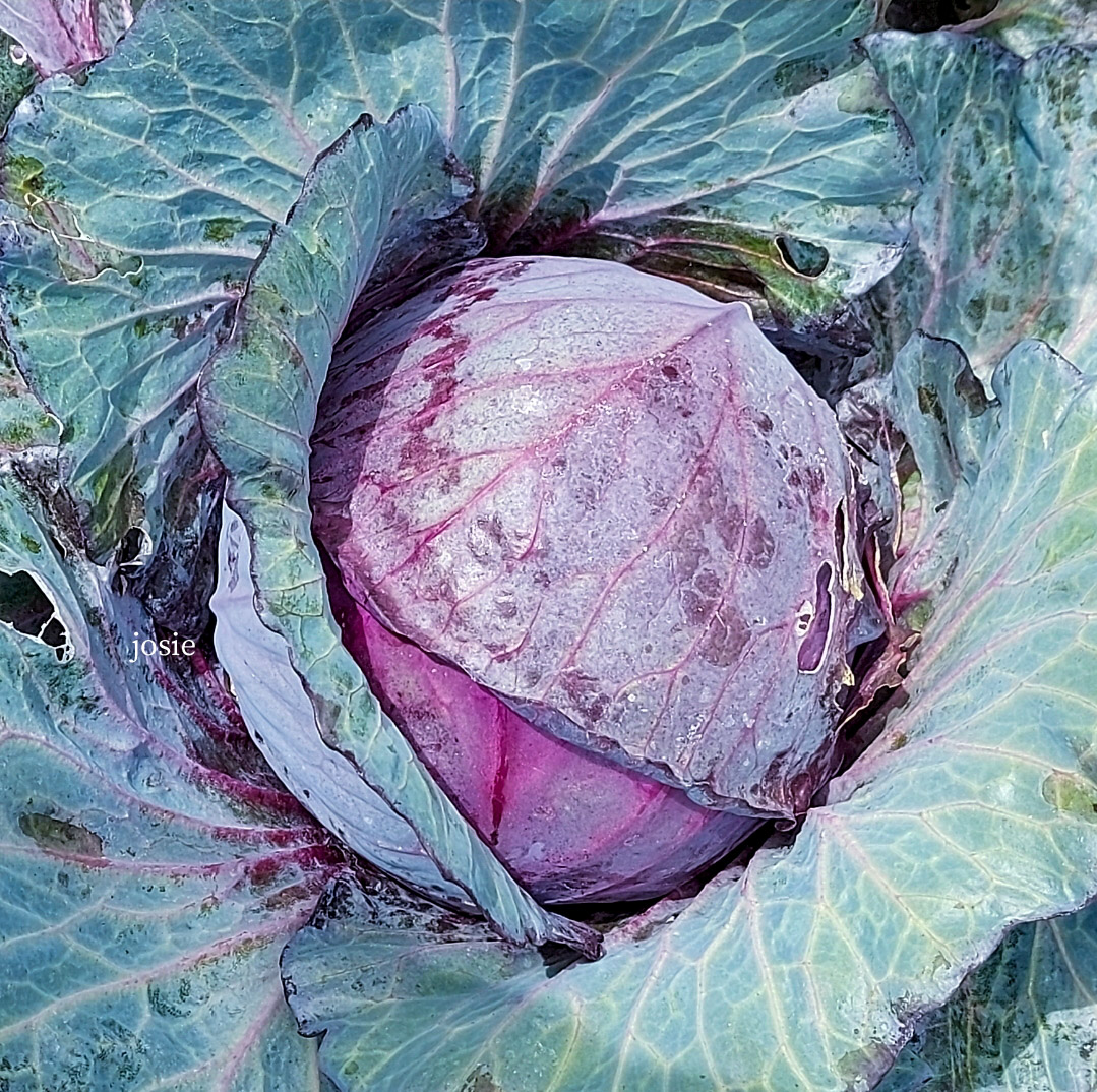 josephiensierag's tweet photo. #AlphabetChallenge
#WeekR
R is for... Red cabbage
#ElkeDagEenFoto
#Mei020524
#RodeKool uit eigen #moestuin
Mijn koolplantjes zijn in 1 nacht door de slakken opgegeten 😱 https://t.co/EYg1tHy5Vi